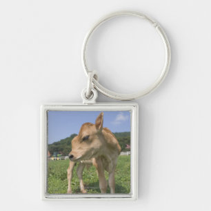 Llavero Situación del becerro