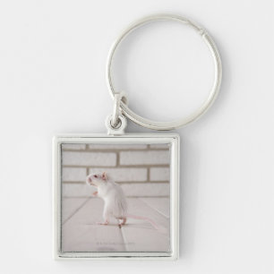 Llavero Situación del Gerbil