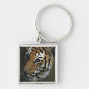 Llavero Situación del tigre (Panthera el Tigris), primer