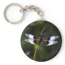 Skimmer Dragonfly de viuda masculina