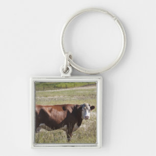 Llavero Sola vaca en un campo