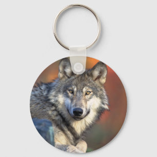 Llavero Sorprendente lobo gris
