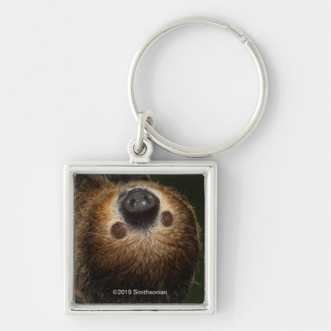 Llavero Southern Two-Toed Sloth (Frente)