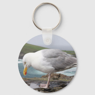 Llavero stehende Moewe