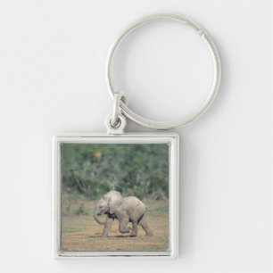 Llavero Sudáfrica, Parque Nacional Addo Elephant. Bebé