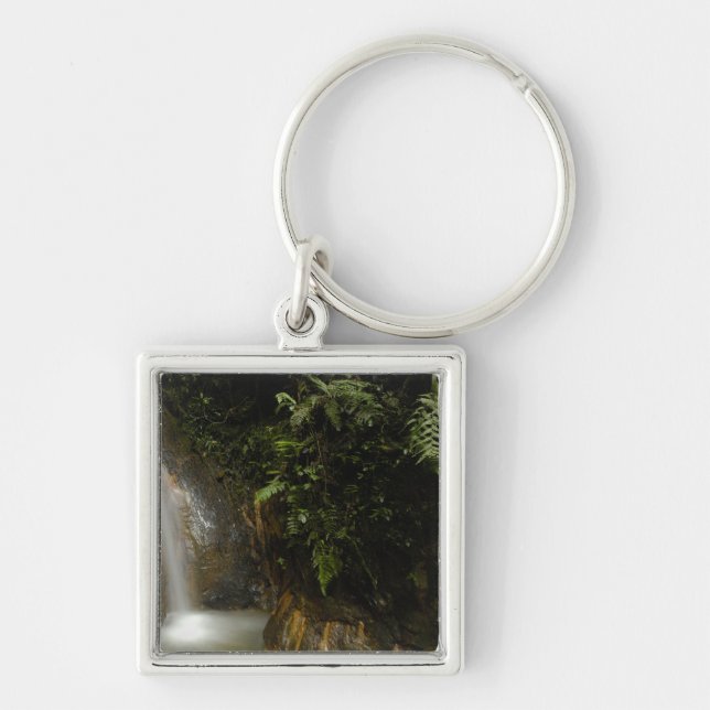 Llavero Sudamérica, Ecuador, pendiente oriental de la (Frente)