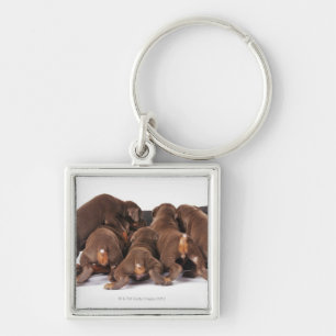 Llavero También Doberman Pincher. Perro nacional mediano