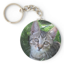 Tecla Gray Tabby Cat