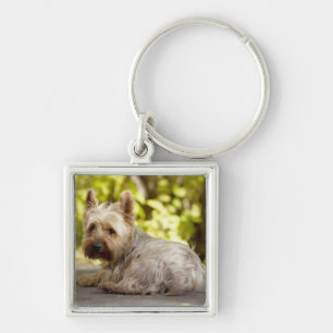 Llavero Terrier de los E.E.U.U., Colorado, Yorkshire que