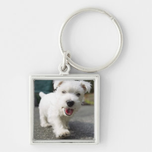 Llavero Terrier del oeste femenino viejo de diez semanas