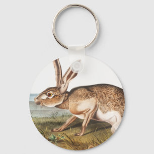 Llavero Texian Hare (Lepus Texianus) Ilustracion de conejo