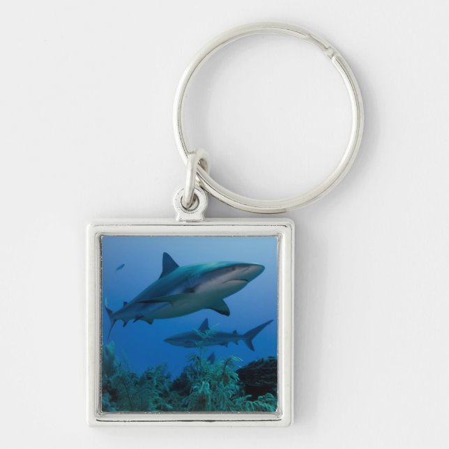 Llavero Tiburón arrecife caribeño Jardines de la Reina (Frente)