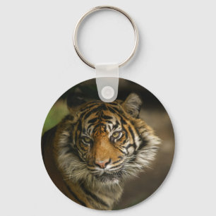 Llavero Tiger Stare