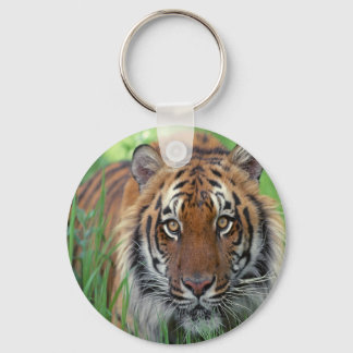 Llavero Tigre