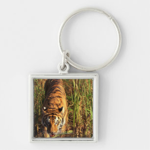 Llavero Tigre de Bengala en humedales