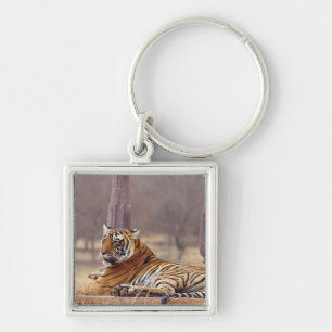 Llavero Tigre de Bengala Real en el ceaph,