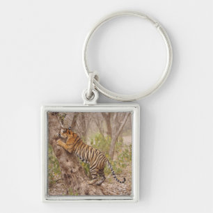 Llavero Tigre de Bengala Real subiendo al árbol,