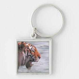 Llavero Tigre de bostezo en agua
