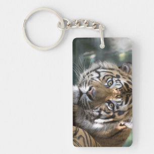 Llavero Tigre de Sumatra macho (Panthera tigris sumatrae)