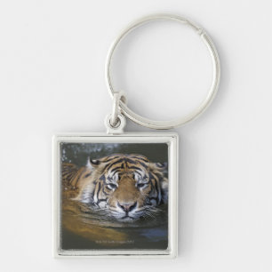 Llavero Tigre de Sumatran, sumatrae del Tigris del