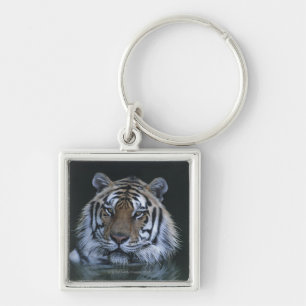 Llavero Tigre en agua