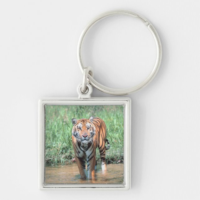 Llavero Tigre en agua (Frente)