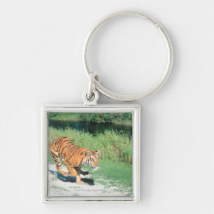 Llavero Tigre en la trayectoria