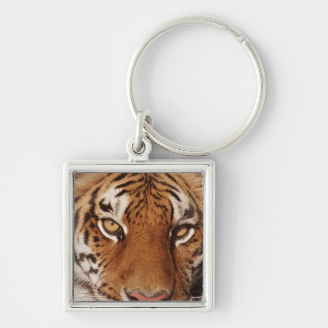 Llavero Tigre (Panthera el Tigris), primer (Frente)