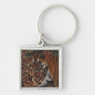 Llavero Tigre que camina en las hojas muertas