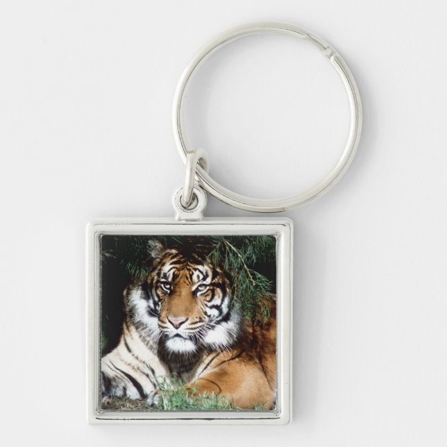 Llavero Tigre que goza de la sombra (Frente)