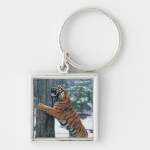 Llavero Tigre siberiano (altaica del Tigris del Panthera)