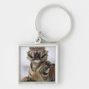 Llavero Tigre siberiano (altaica del Tigris del Panthera)