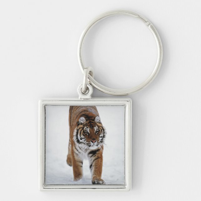 Llavero Tigre siberiano en nieve (Frente)