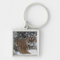 Tigre siberiano (Panthera el Tigris Altaica)