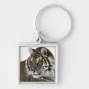 Llavero Tigre siberiano (Panthera el Tigris Altaica)