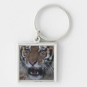 Llavero Tigre siberiano que bosteza