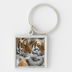Llavero Tigres en la nieve