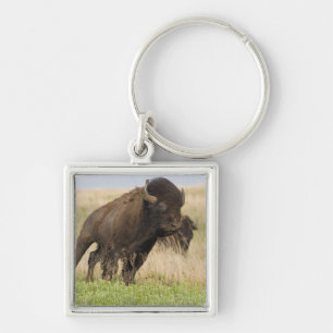 Llavero Toro de bisonte joven fogoso en Tallgrass