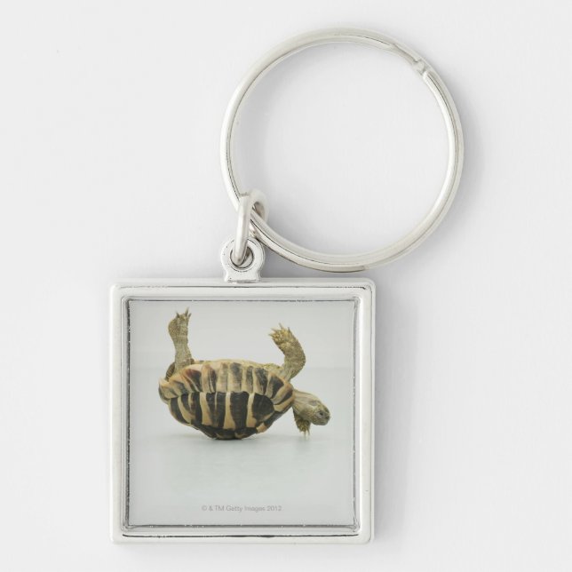 Llavero Tortuga al revés, equilibrando en cáscara (Frente)