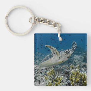 Llavero Tortuga Carey Nadando