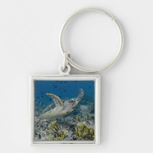Llavero Tortuga Carey Nadando