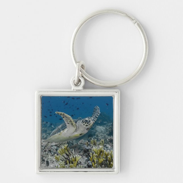 Llavero Tortuga Carey Nadando (Frente)