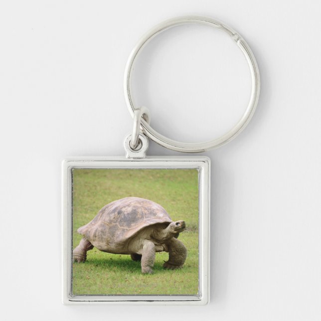 Llavero Tortuga gigante que camina en hierba (Frente)