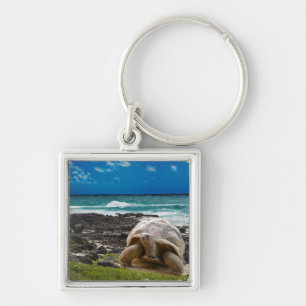 Llavero Tortuga grande en el borde del mar