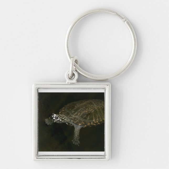 Llavero Tortuga nadando (Frente)