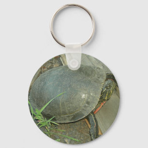 Llavero Tortuga pintada (Chrysemys picta)
