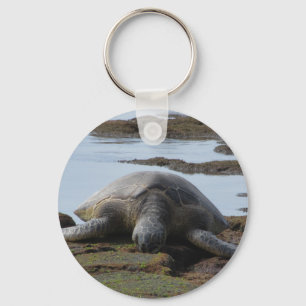 Llavero Tortuga que descansa sobre las rocas