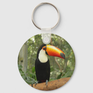 Llavero Toucan en la rama del árbol