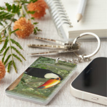 Toucan en la rama del árbol