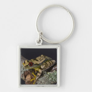 Llavero Treefrog Africano de Ojos Rojos, Leptopelis